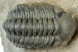 Reedops Trilobite - Atchana, Morocco #312339-1